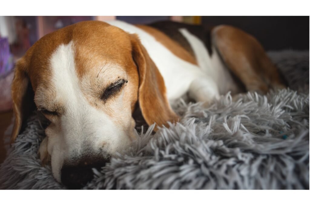 Senior Beagle dog resting