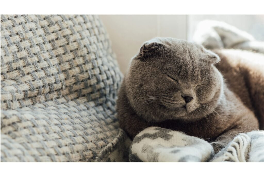 Scottish fold cat with blanket.