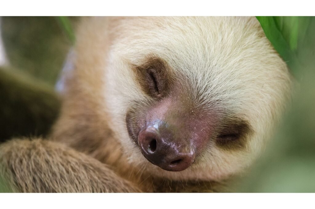 Sleeping sloth in a tree
