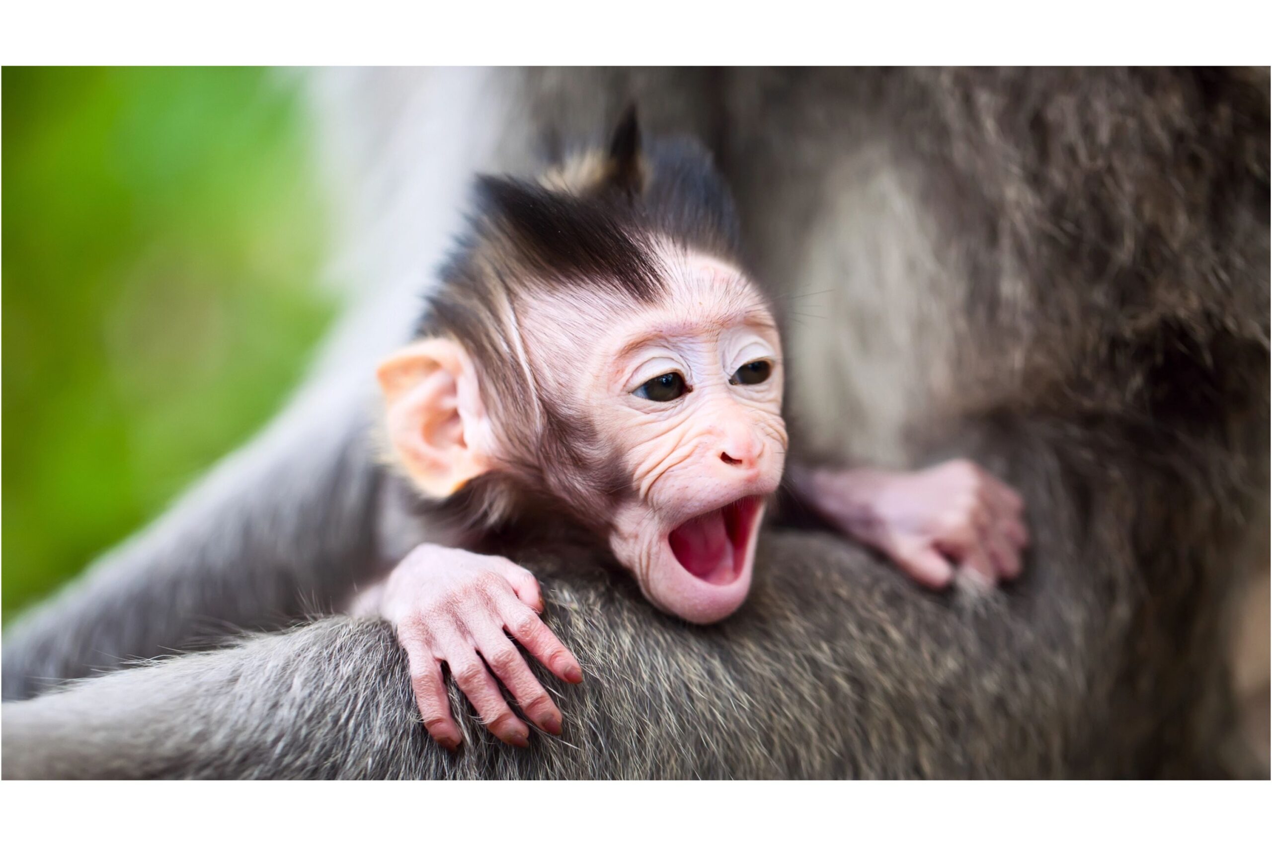 The Connection Between Epigenetics and Animal Health