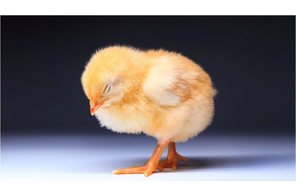 Yellow chick standing asleep