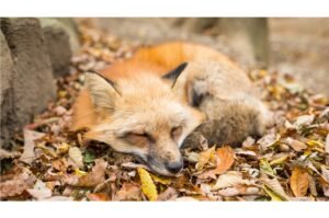 Fox sleeping on leaves
