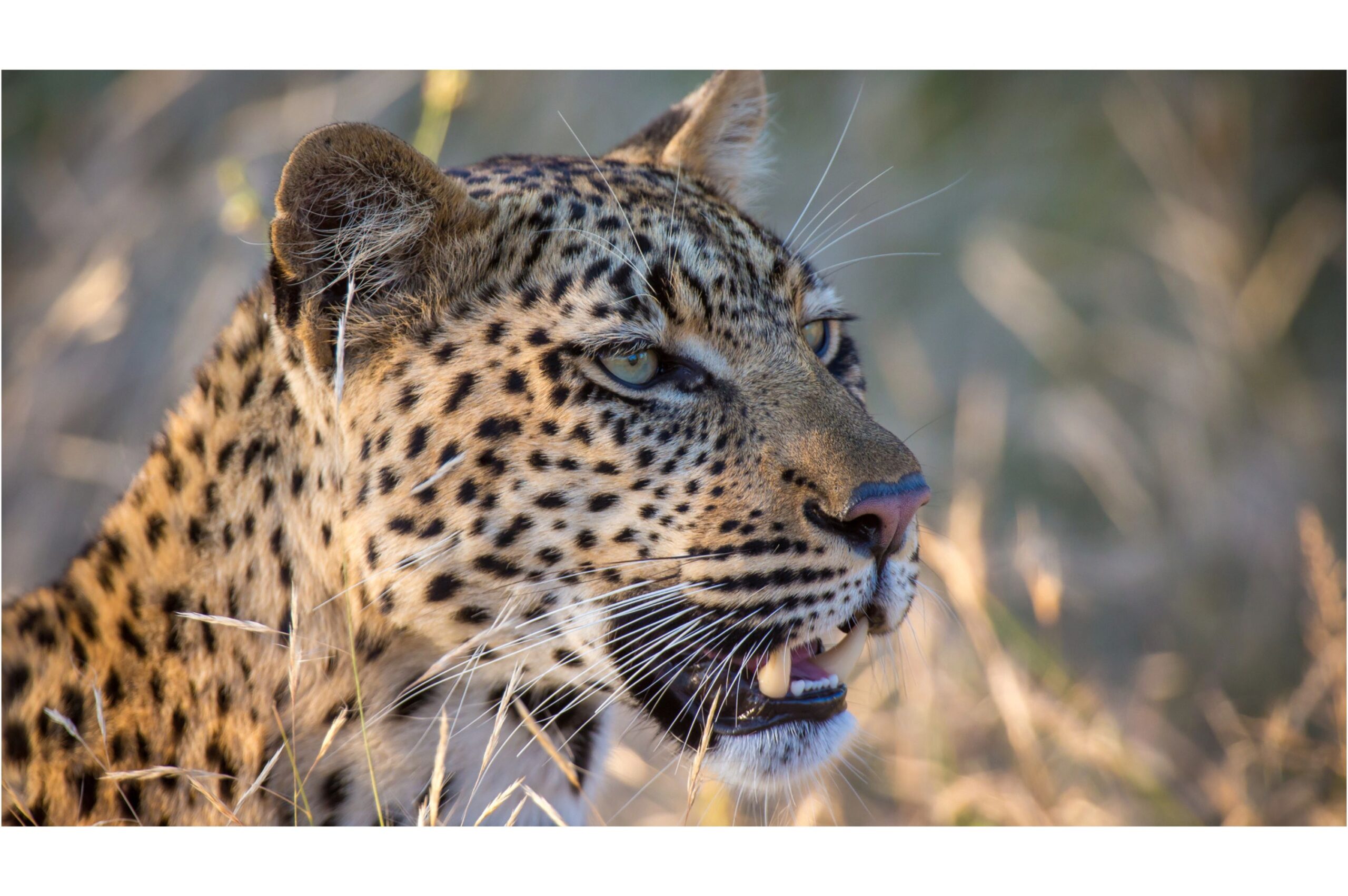 10 Ways Biotechnology Is Helping Endangered Species