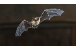 Flying Pipistrelle bat on wooden ceiling