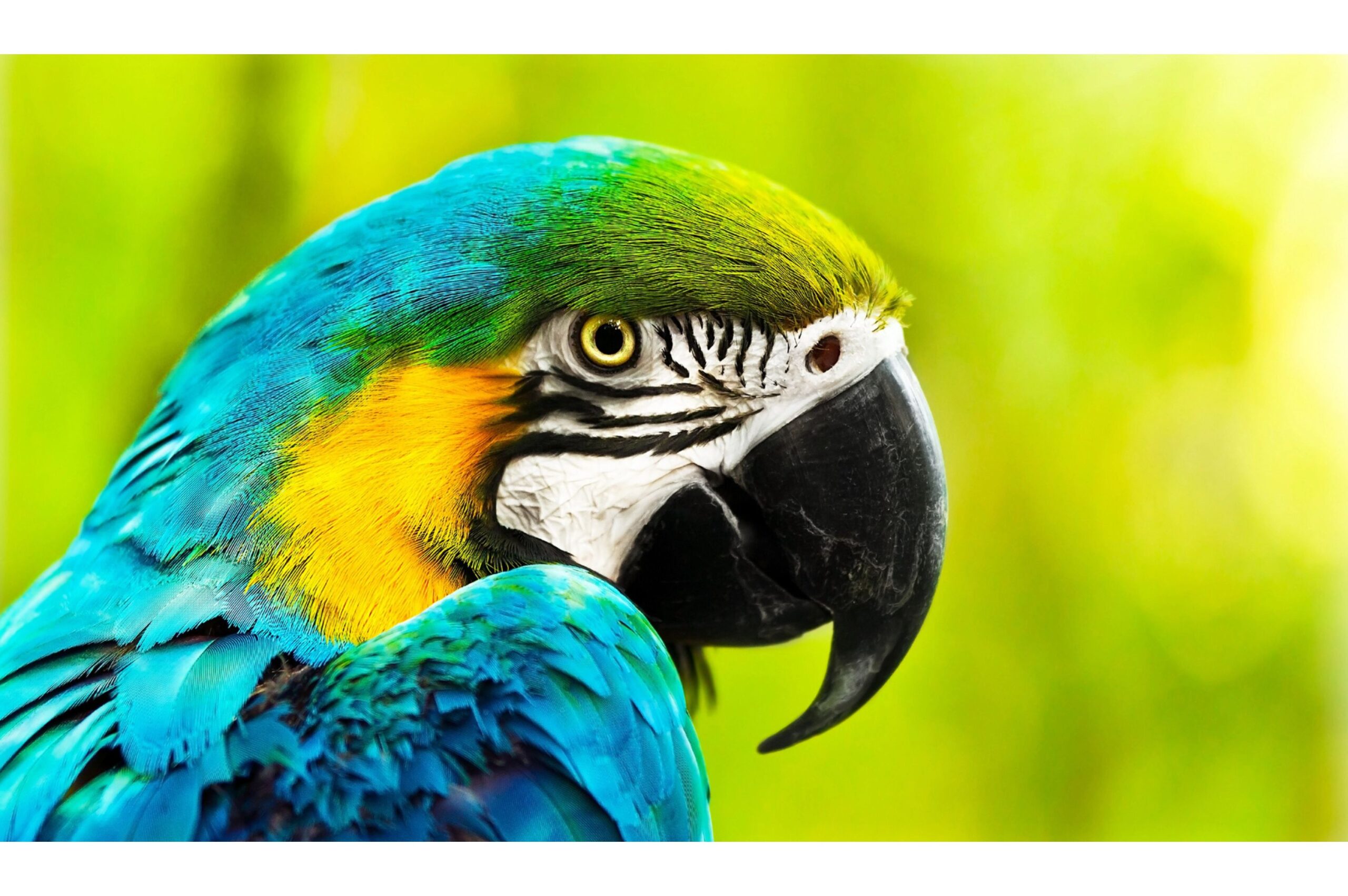Macaws Use Tools to Scratch Hard-to-Reach Itches