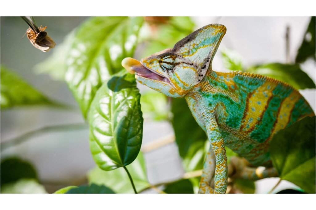 Yemen chameleon eating.