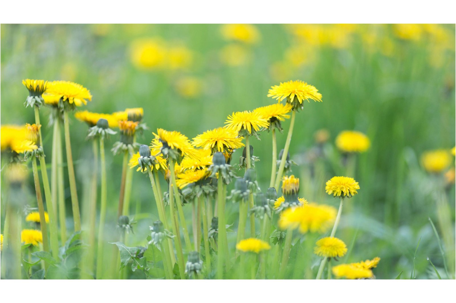 Why You Should Let Dandelions Live (Hint: It’s Not Just for the Bees)