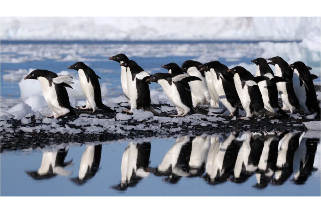 Adélie Penguins with reflection.