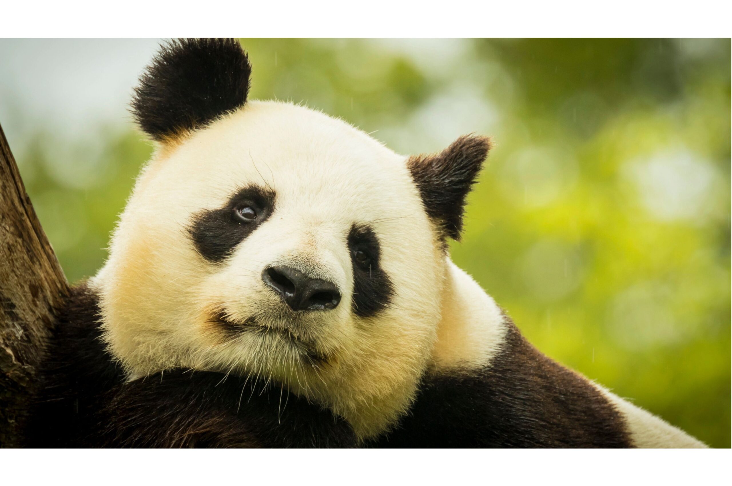 How DNA is Unlocking the Secrets of Endangered Species