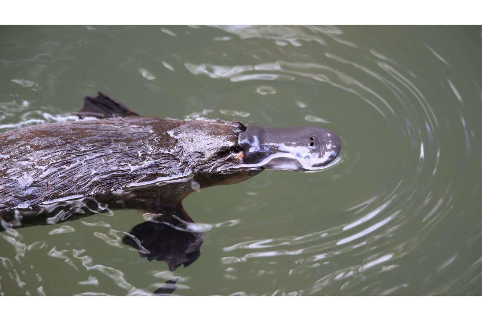 When Platypuses Close Their Eyes, Ears, and Nostrils, They Basically Go Full Submarine