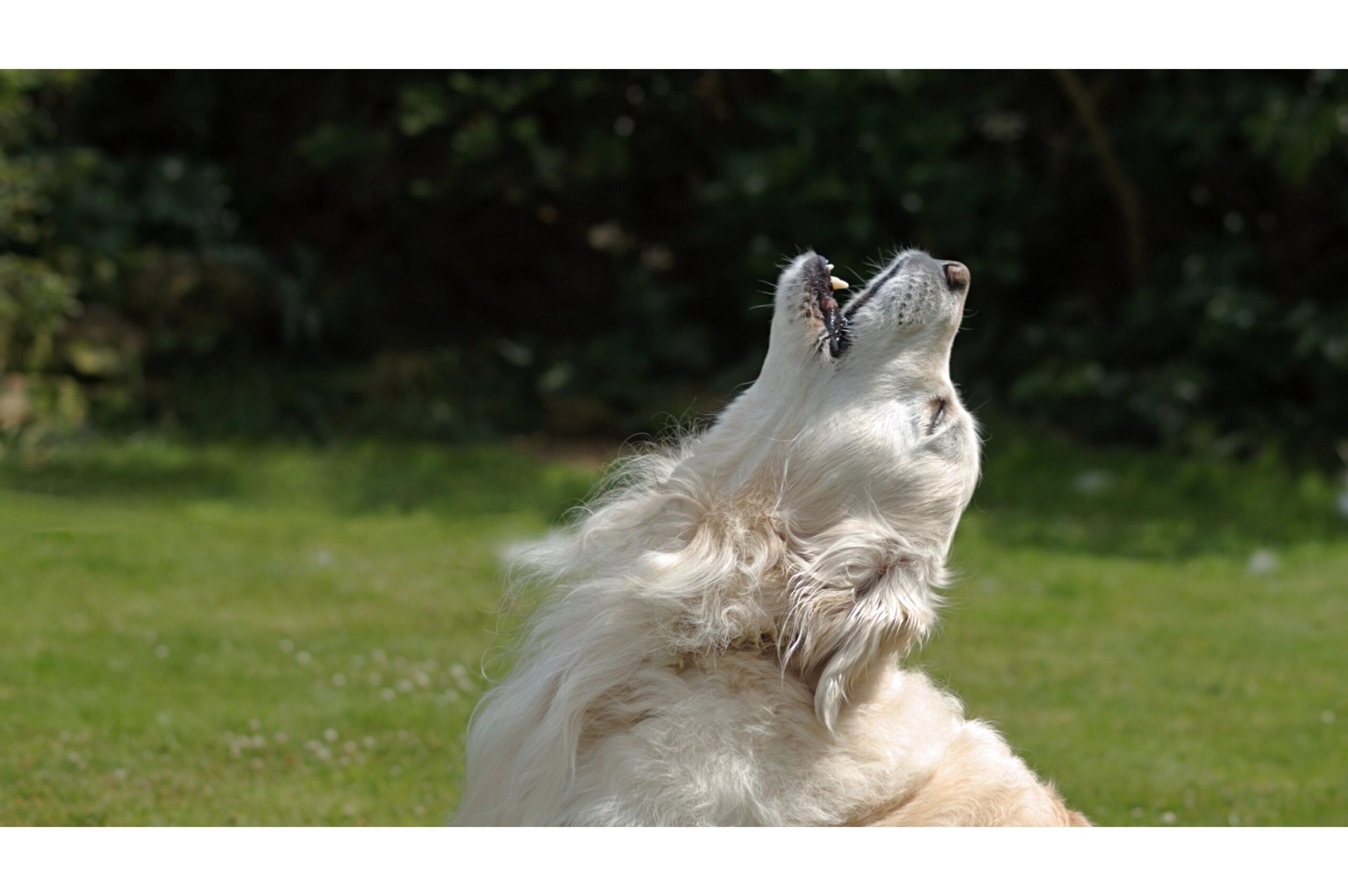 The Science Behind Animal Communication: How Do They Talk?