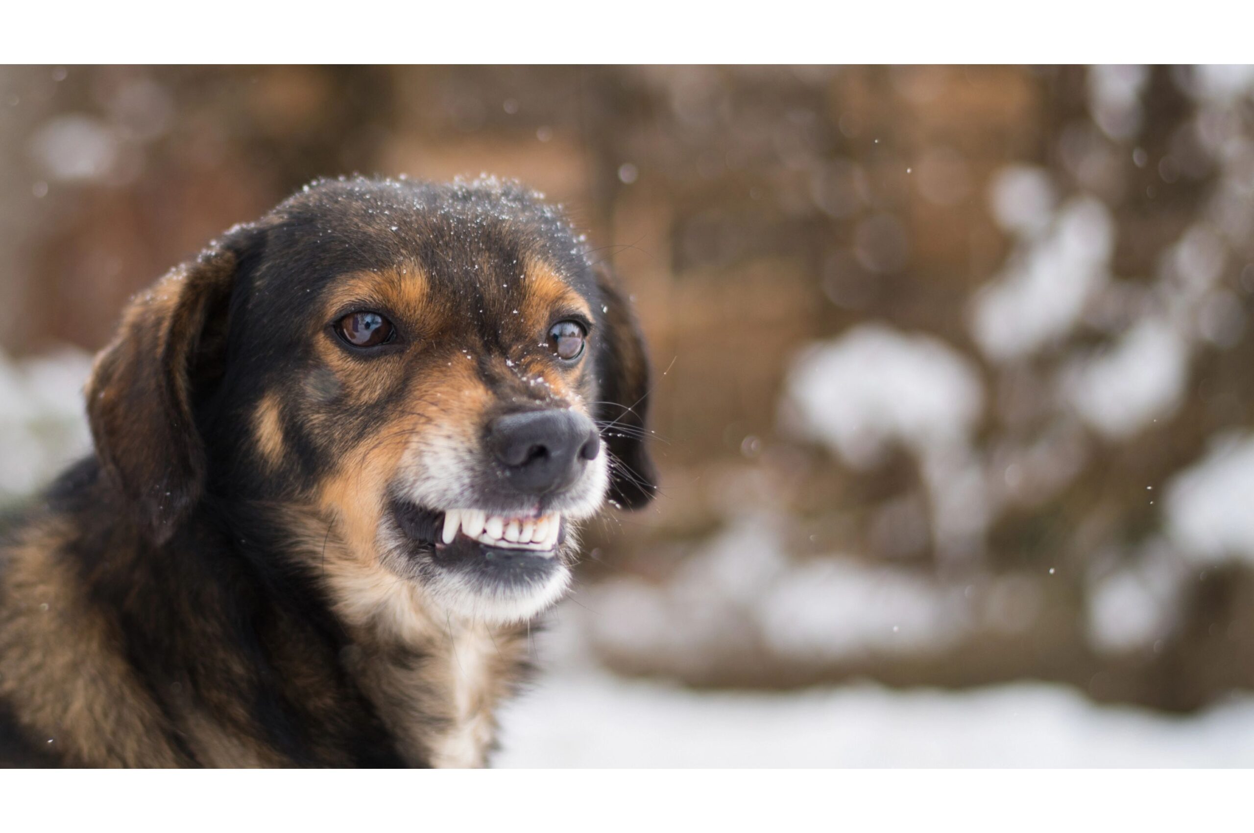 10 Examples of Animals That Display Human-Like Emotions