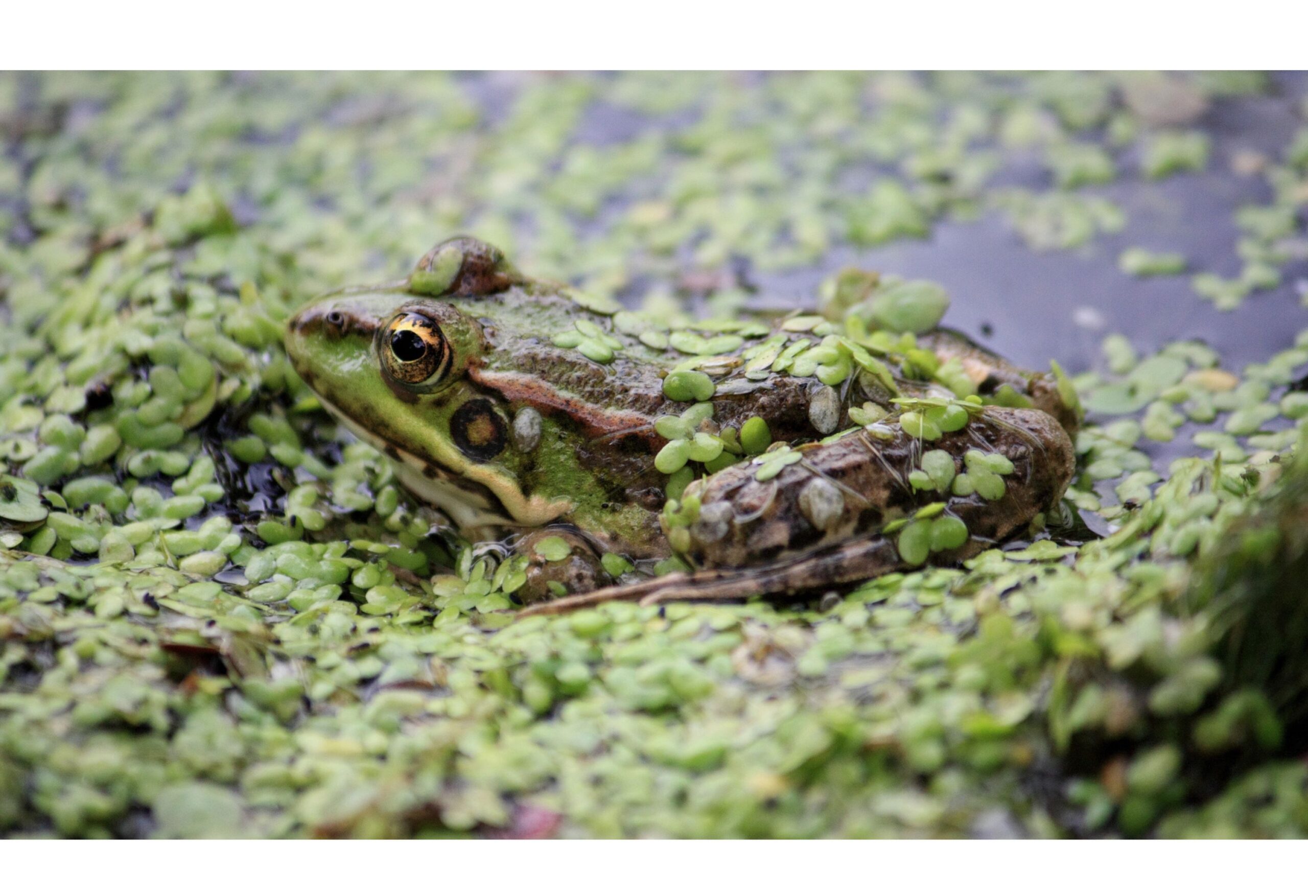 The Science of Camouflage and How Animals Blend In With Their Environment