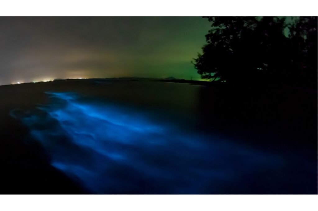 Bioluminescent plankton.