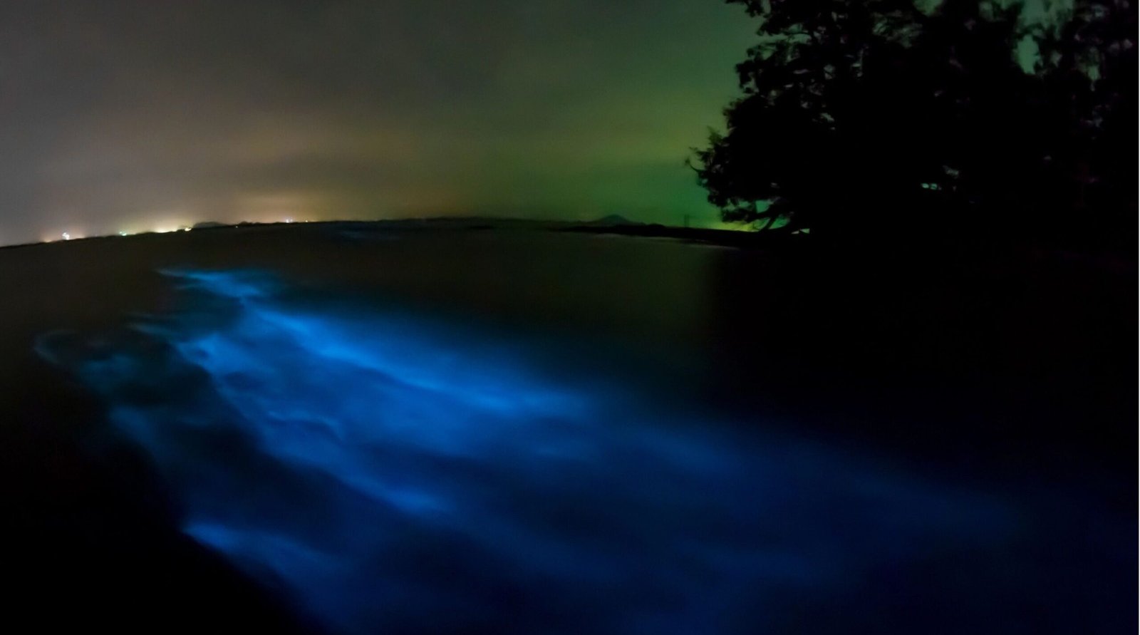 The Science Behind Bioluminescent Waves and Glowing Forests