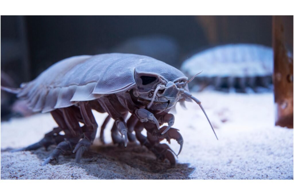 Giant Isopod moving along the sand.