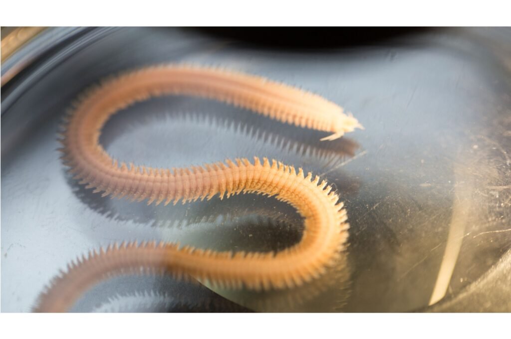 Polychaete Worm under the light.