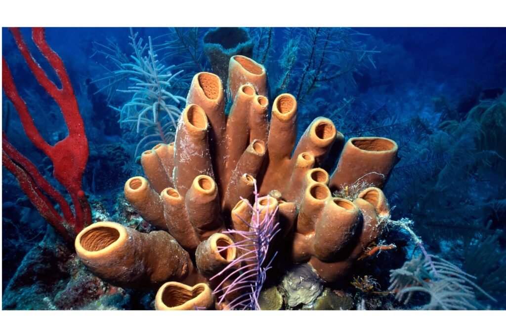 Colorful sponges grouped together.