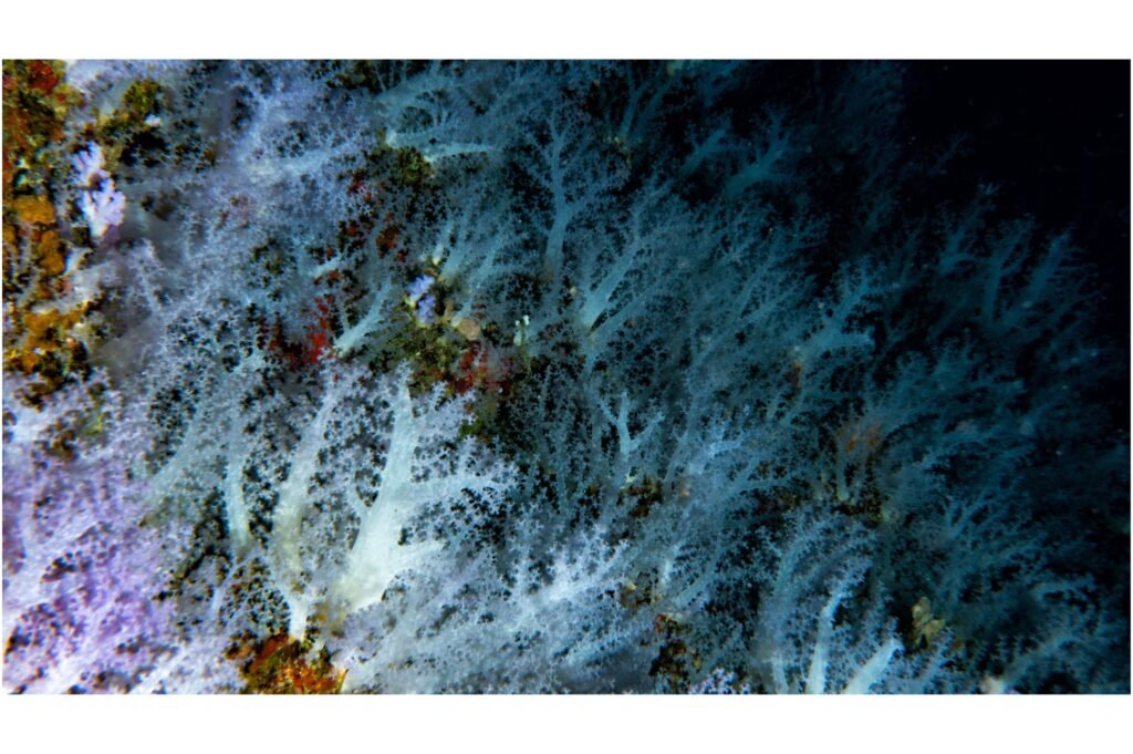 Soft corals underwater.