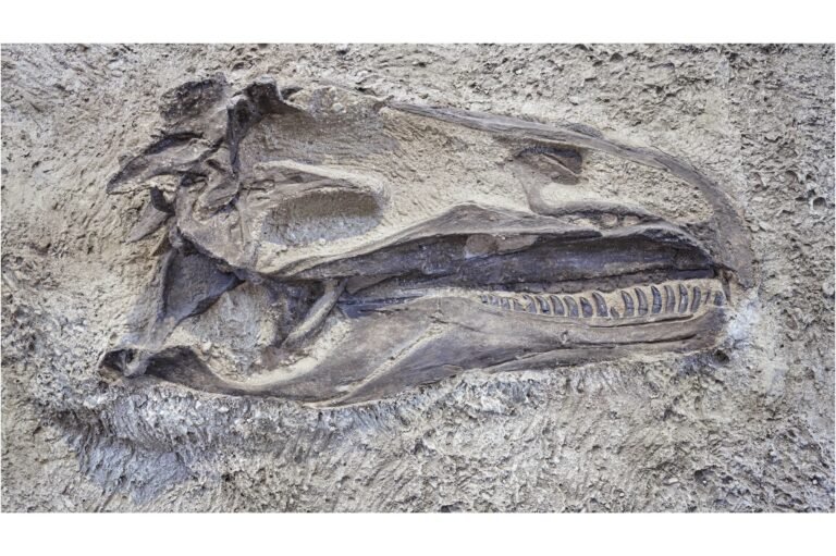 The Most Complete Dinosaur Skeletons Ever Discovered - discoverwildscience