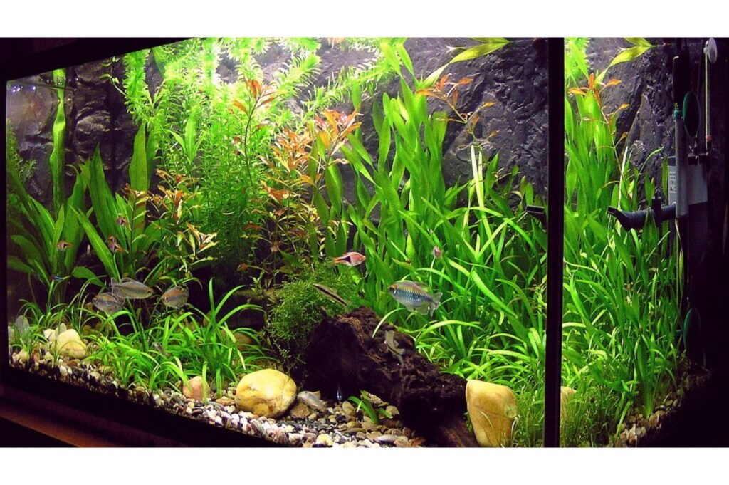 Freshwater fish in a tank.