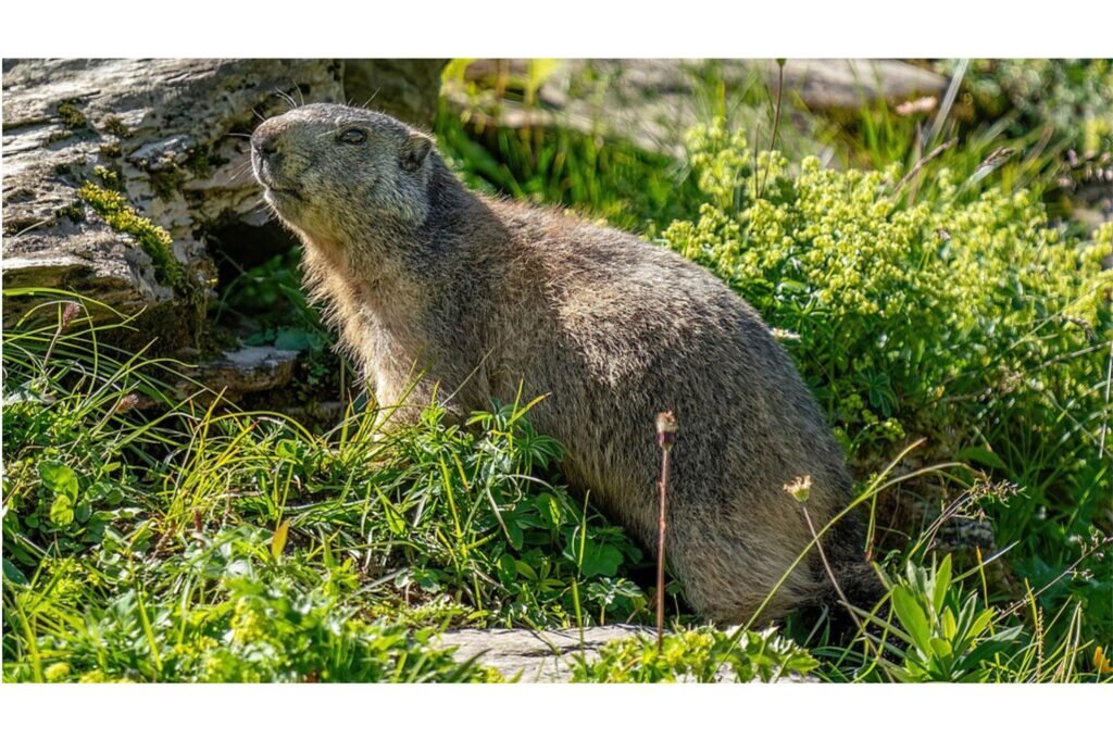 Wild marmot at Grand Muveran Nature Reserve