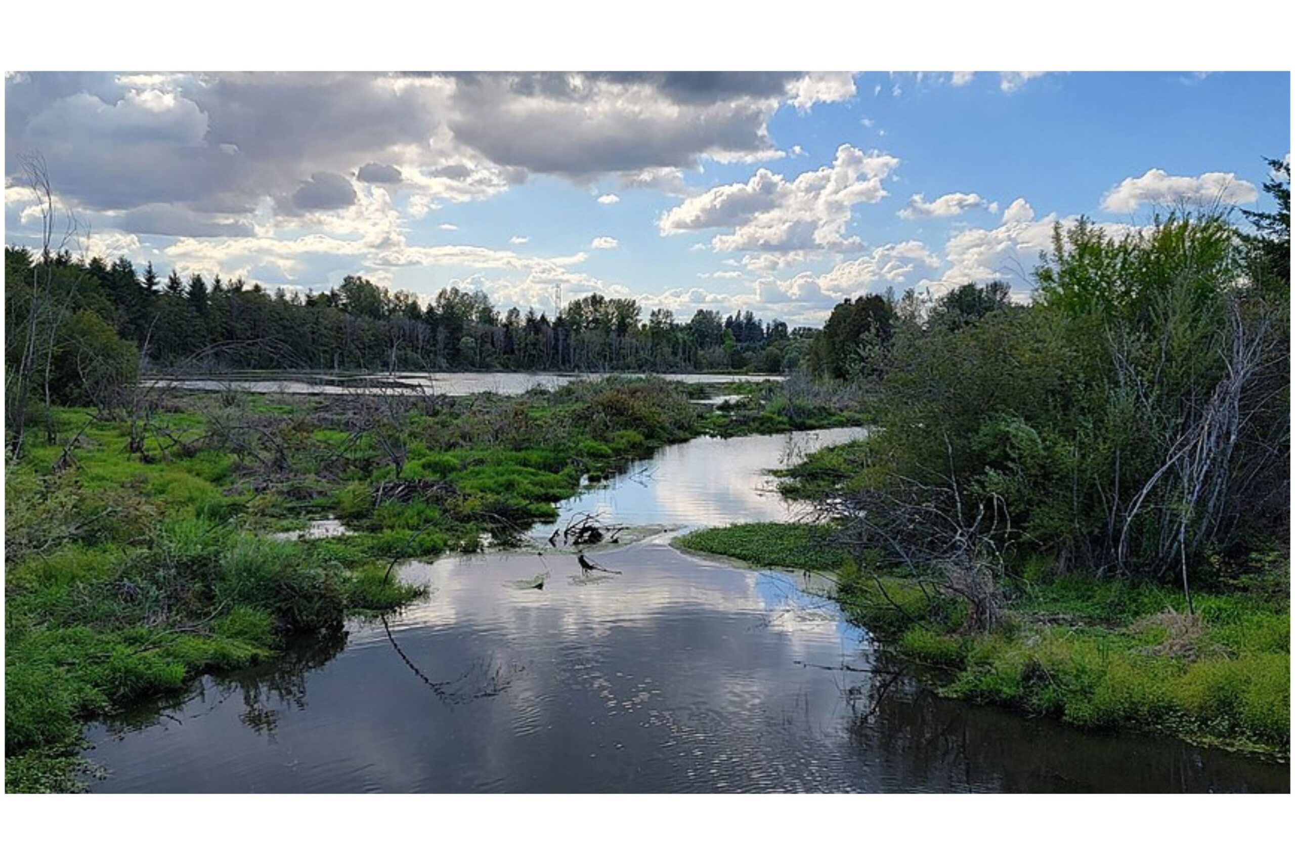 The Importance of Wetlands for Wildlife and Humans
