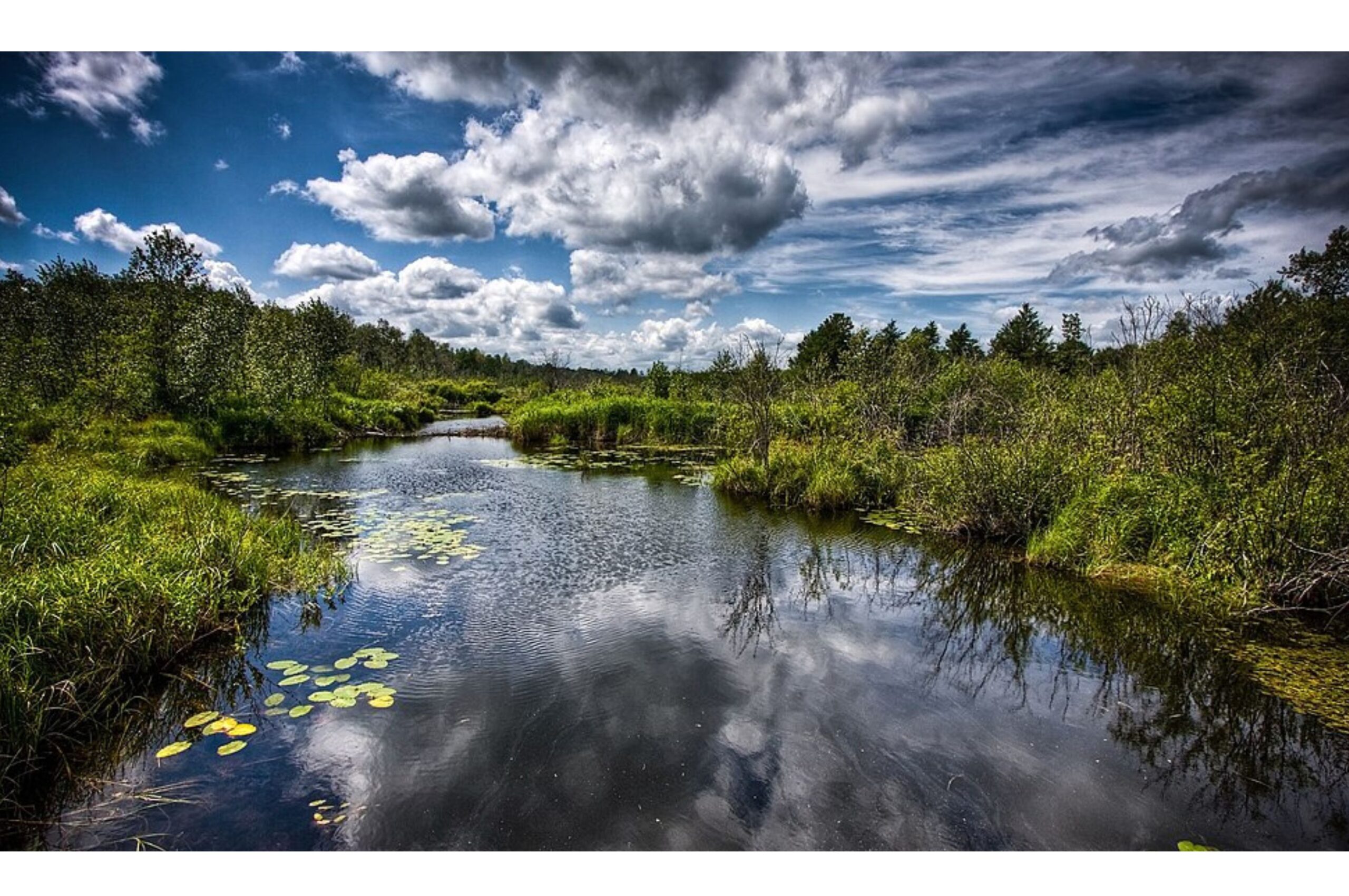 8 Habitat Restoration Efforts Transforming Ecosystems