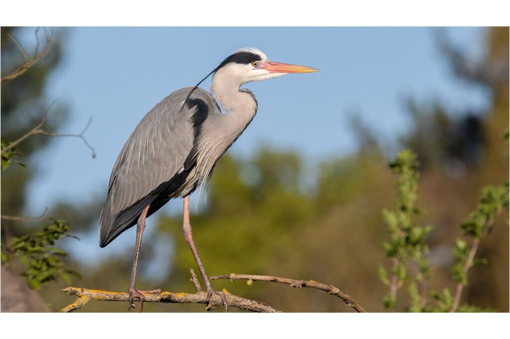 Grey Heron on a branch.