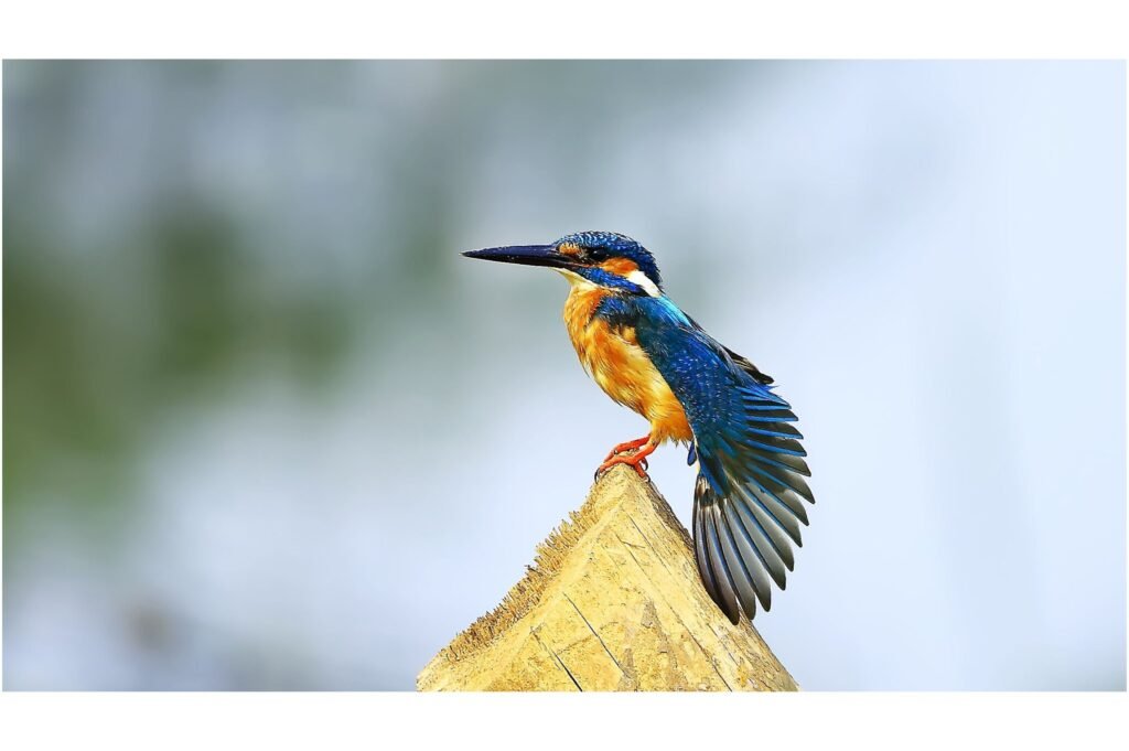 King Fisher at Kole wetland