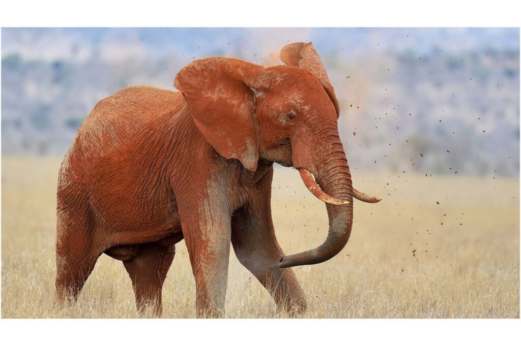 Elephant covered in red sand.
