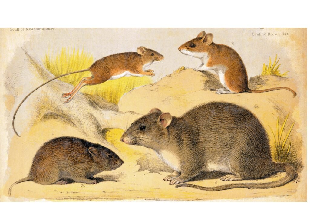 Illustrated rodent species.