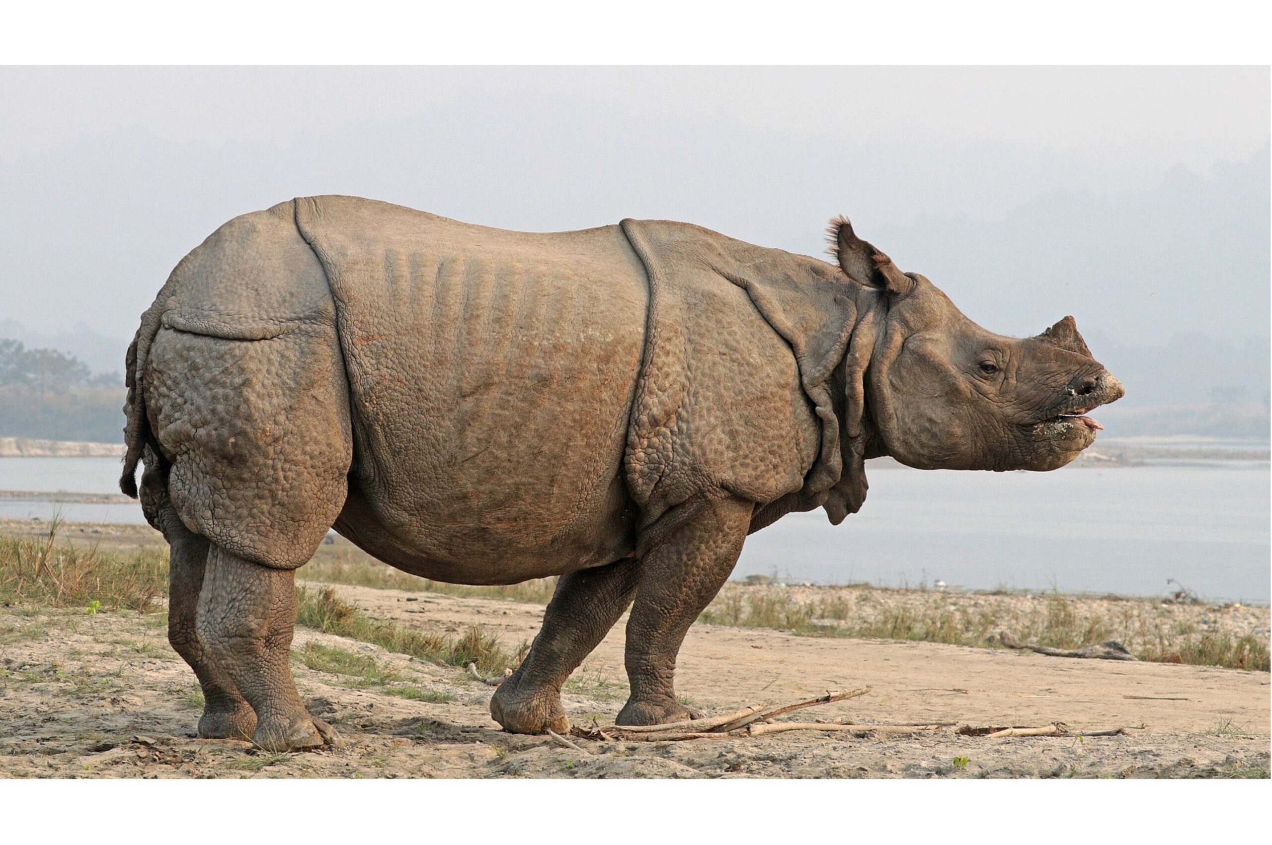 Top Technologies Revolutionizing Wildlife Research