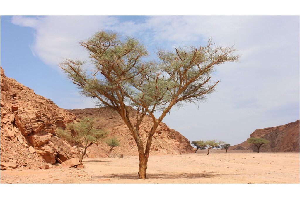 Acacia tree in Ein Khadra Desert Oasis