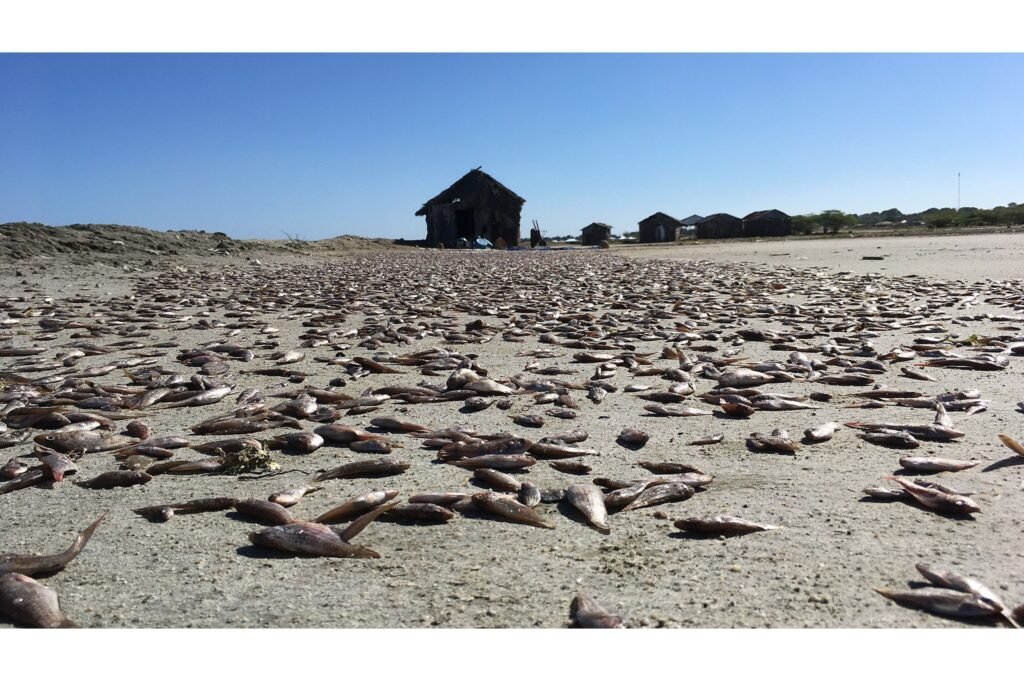 Small fish drying in the sun