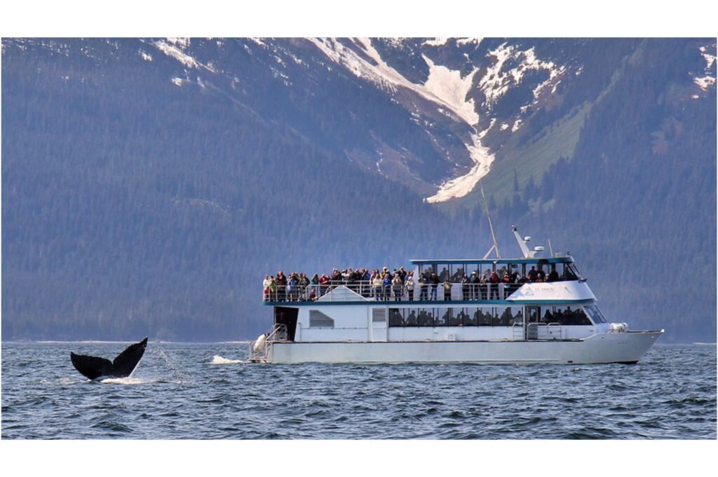 Alaska whale watching