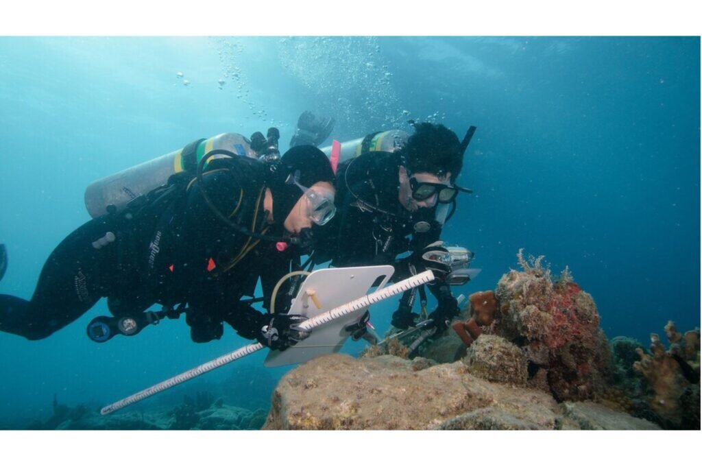 Studying Coral Health in St. Thomas