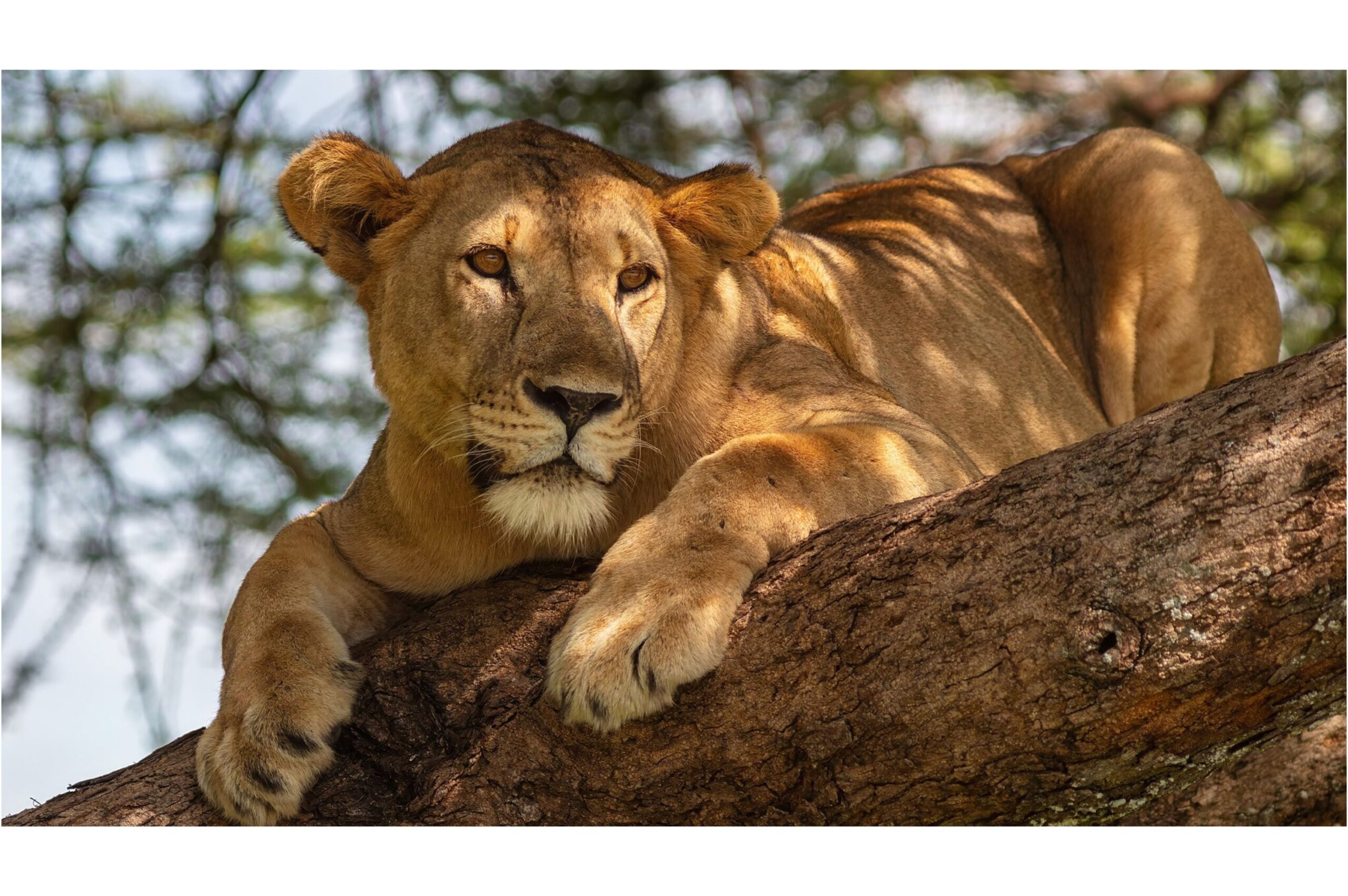 How New Species Are Identified and Named