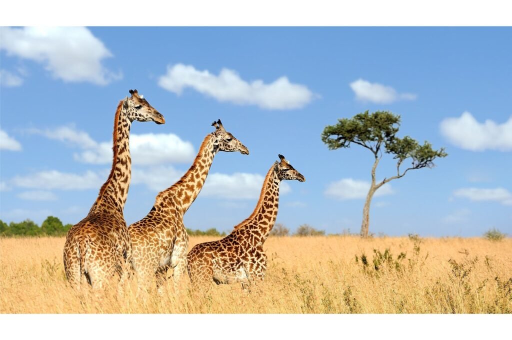 Giraffe in the Masai Mara National Park.