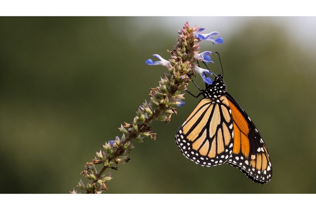 Monarch butterfly hanging onto a flower.