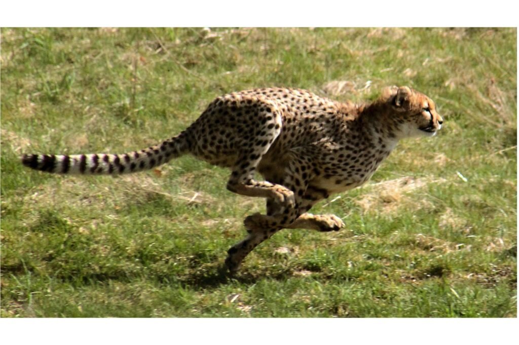 Cheetah chasing its prey.