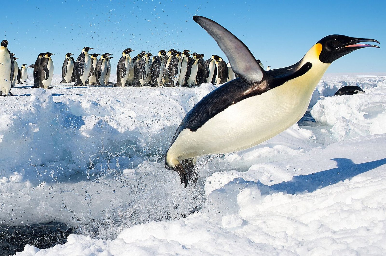 Endangered Emporer Penguin in Antarctica.