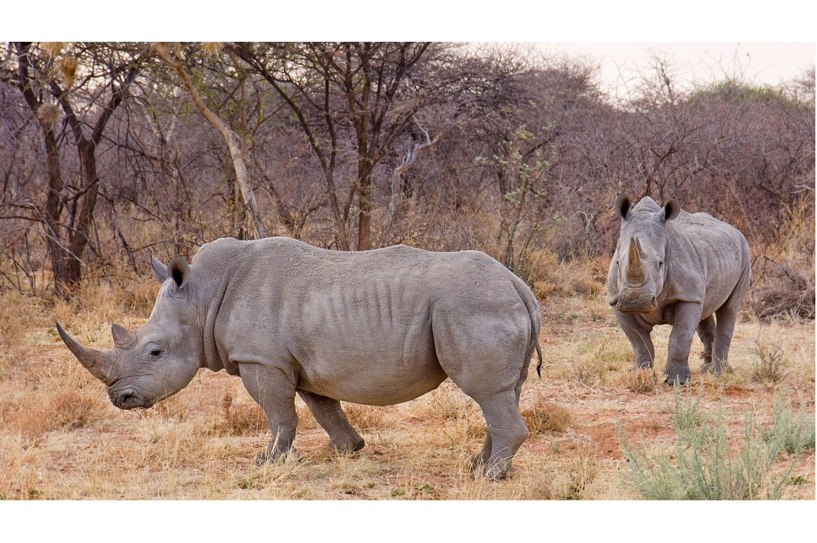 Rinderpest, Railroads, and Rhinos: A Story of Wildlife Decline