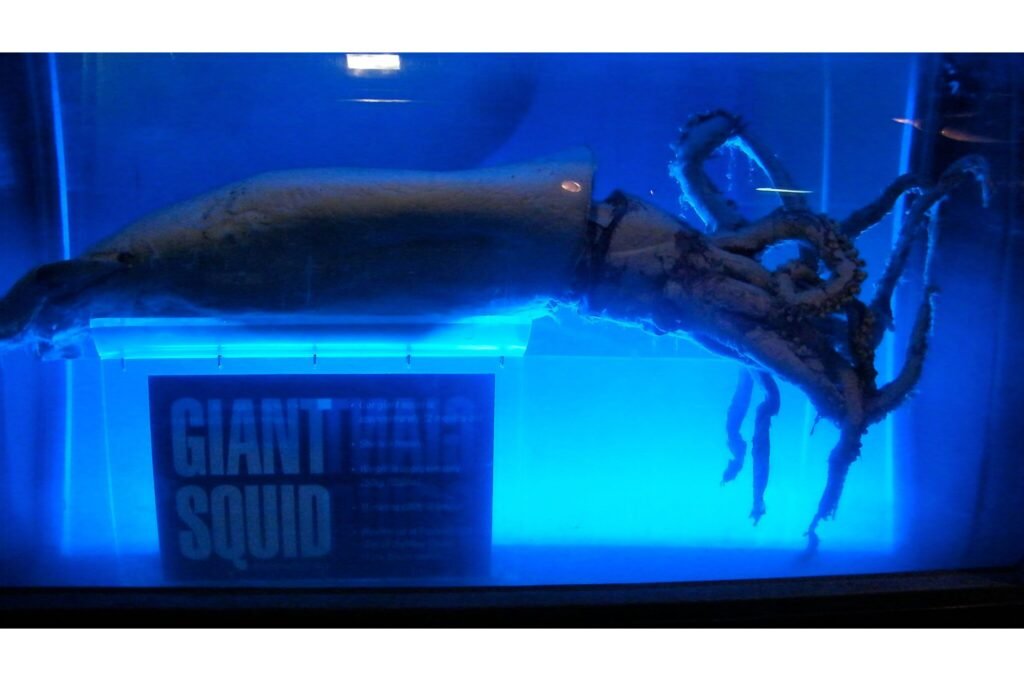 Giant squid in an exhibit