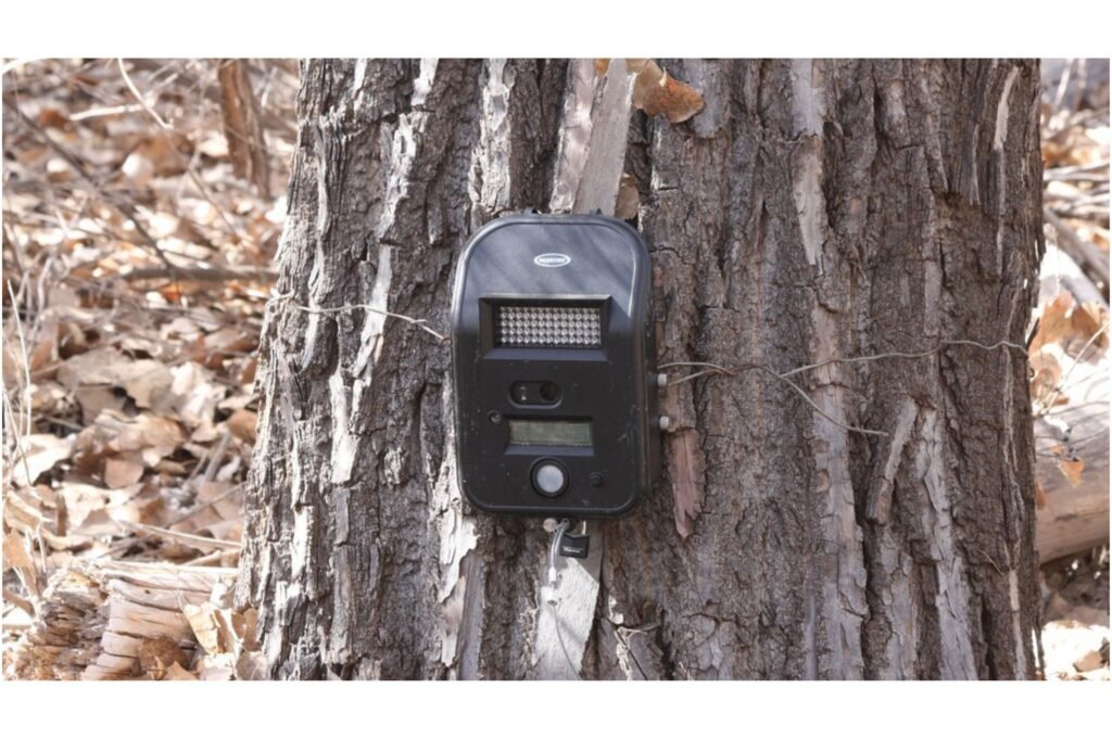 Camera trap attached to a tree.