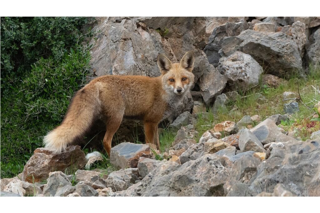 Red fox looking back.
