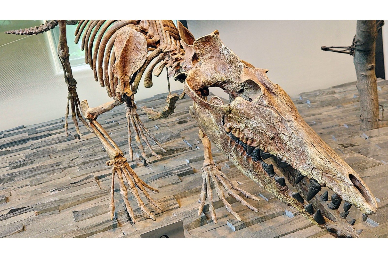 A Jawbone in the Desert: The Clue That Tied Whales to Four-Legged Walkers