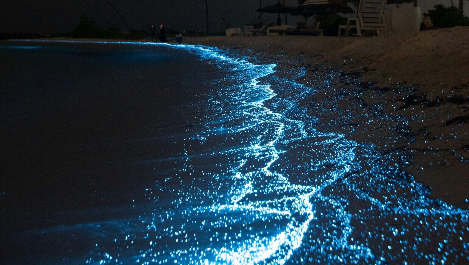 Irelands Glow in the Dark Waters The Science of Bioluminescent Bays