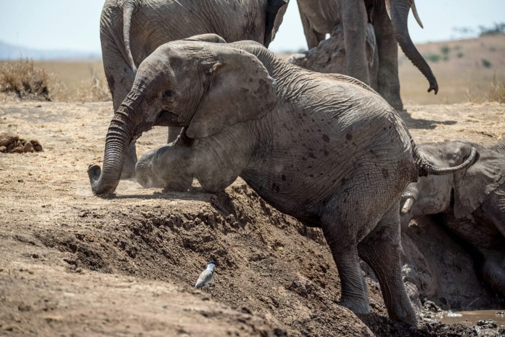 elephant