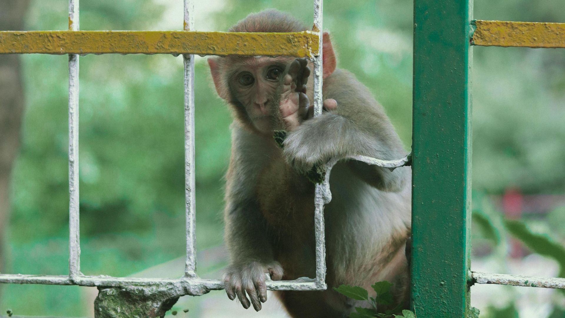 10 Diseases Affecting Wildlife and How Biotechnology Fights Them